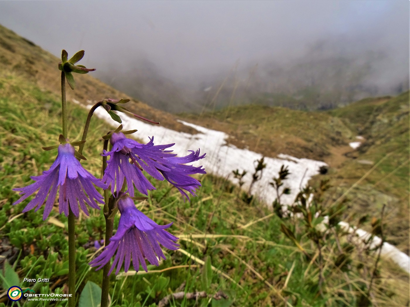 42 Soldanella pusilla (Soldanella della silice).JPG